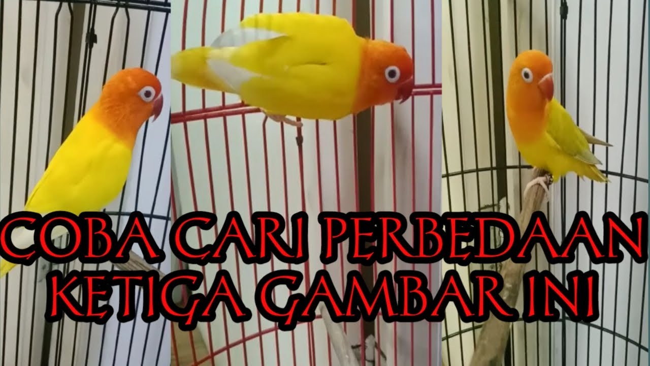 Perbedaan LOVEBIRD Lutino MM, Biola lutino MM, Biola Pf green