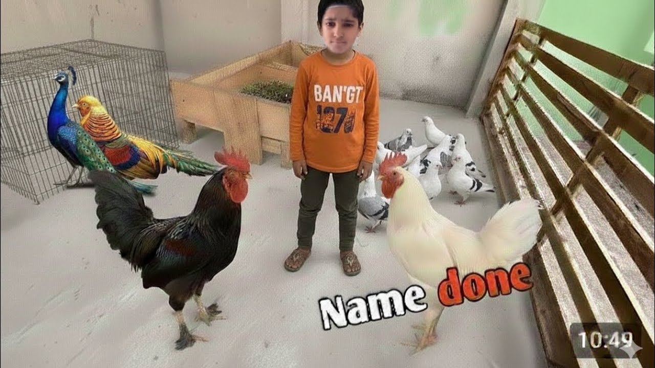 “Murgiyon ka Naam Rakh Diya 🐔 | Chhoti Murgiyan, Badi Masti 🎉”