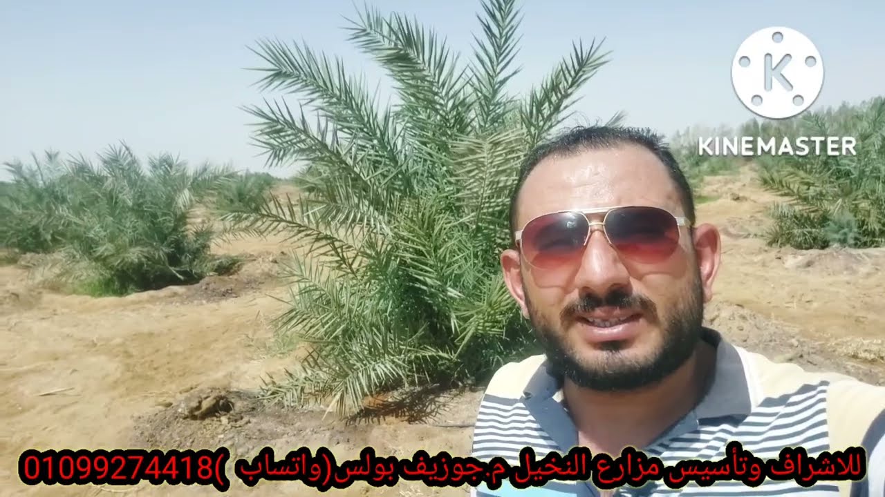 مزرعة نخيل سيوي (صعيدى )نموذجية 🌴🙋‍♂️ بالواحات البحرية