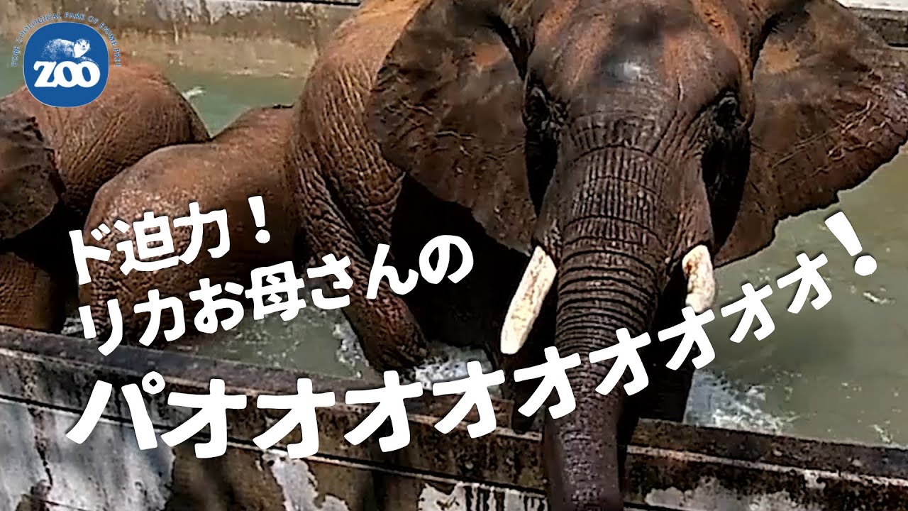 【とべ動物園】リカお母さんのパオォォッ！が凄すぎる🐘👀🐘🐘アフリカゾウ家族の水遊び！[Tobe Zoo] African elephant