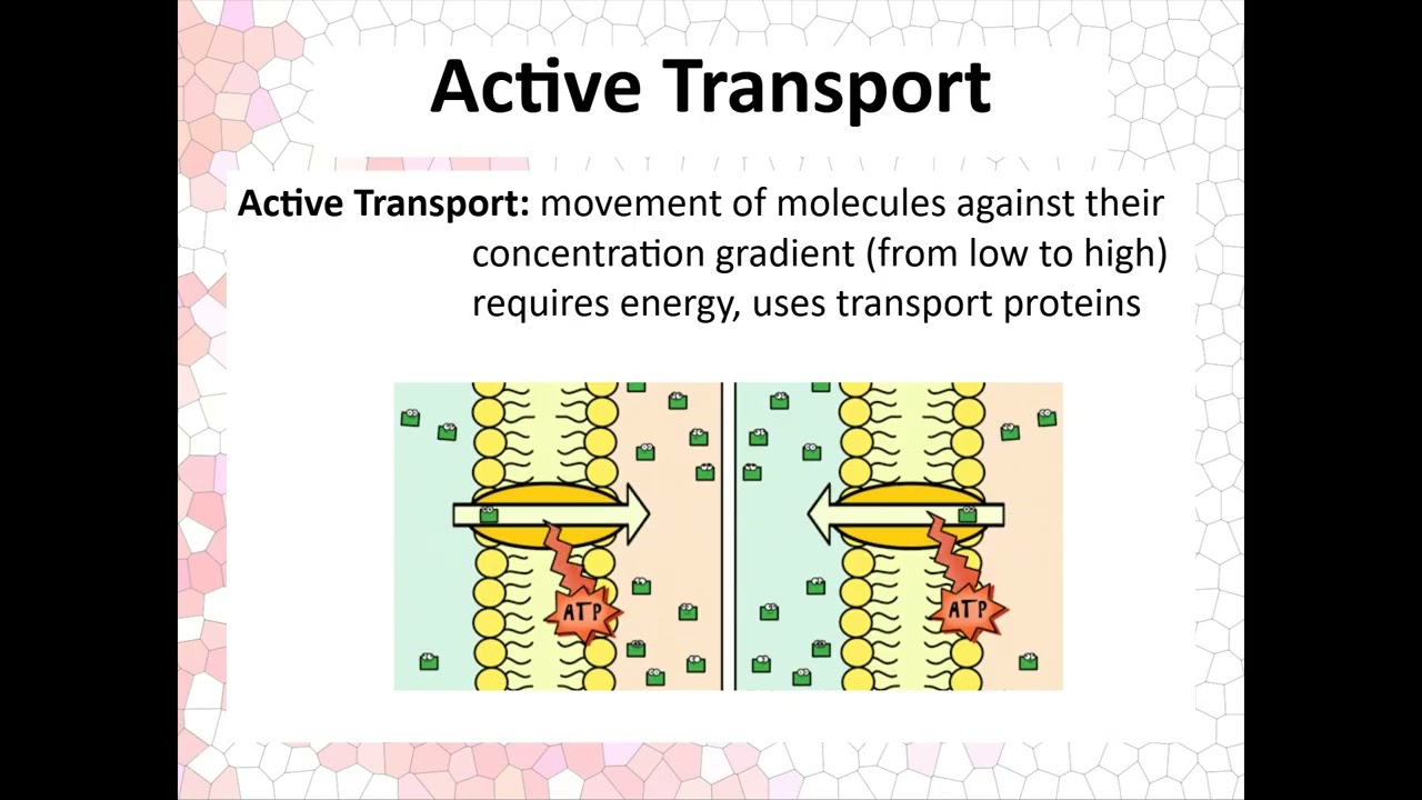 Cell Transport Notes
