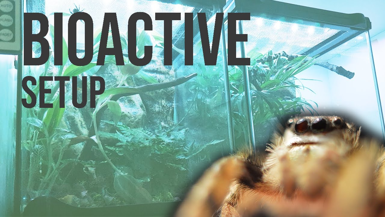 BIOACTIVE enclosures for jumping spiders! (Information and setup)