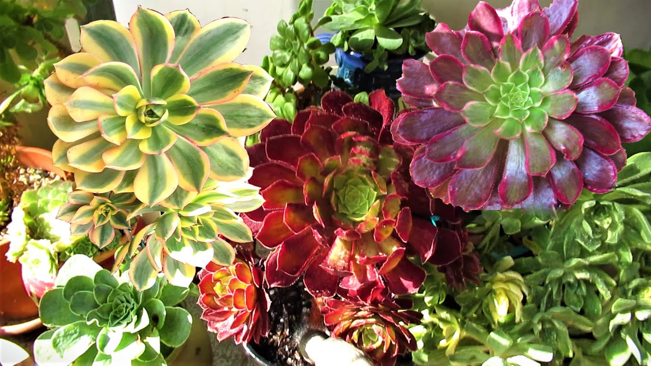 AEONIUM & GREENOVIA out of DORMANCY