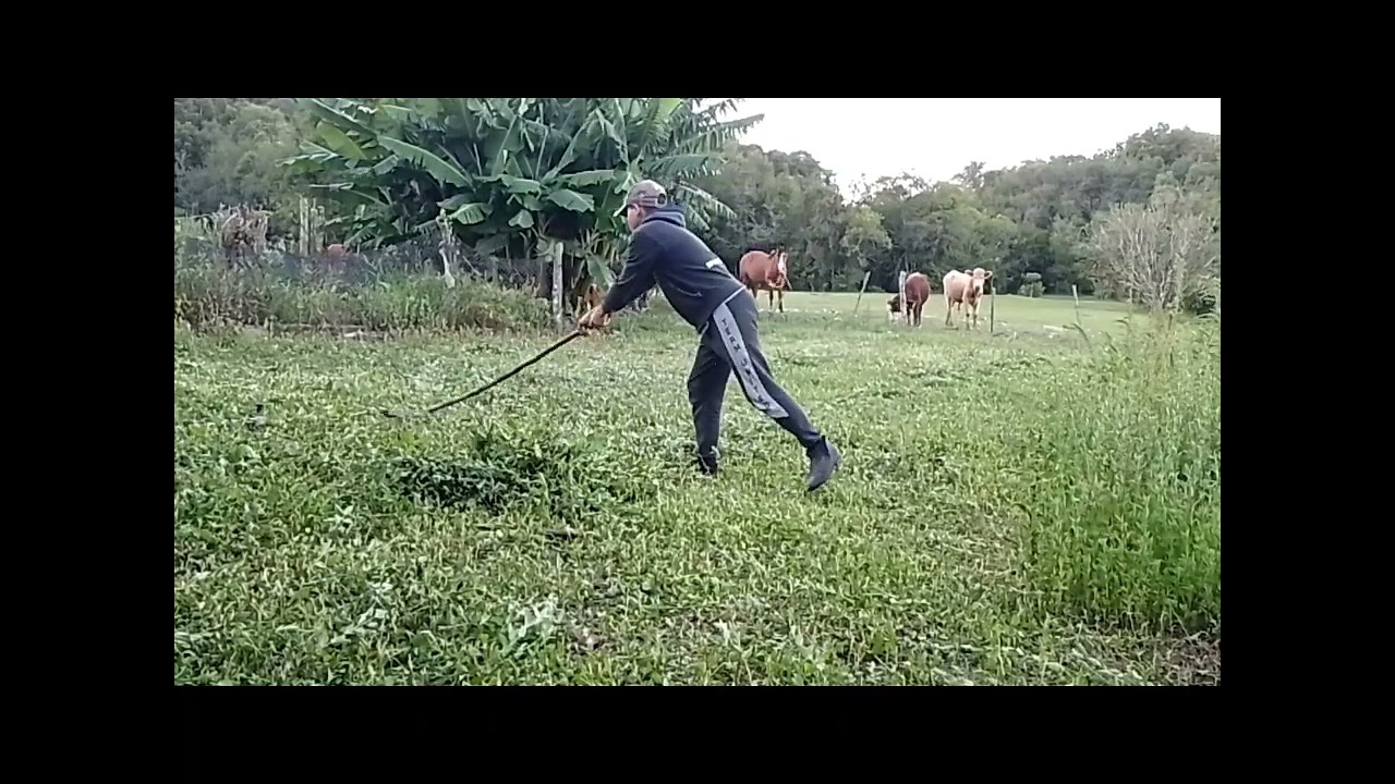 fazendo o carregando das canas de milho e mais ciscando as guanxuma para dar para os porcos 🐖🐖