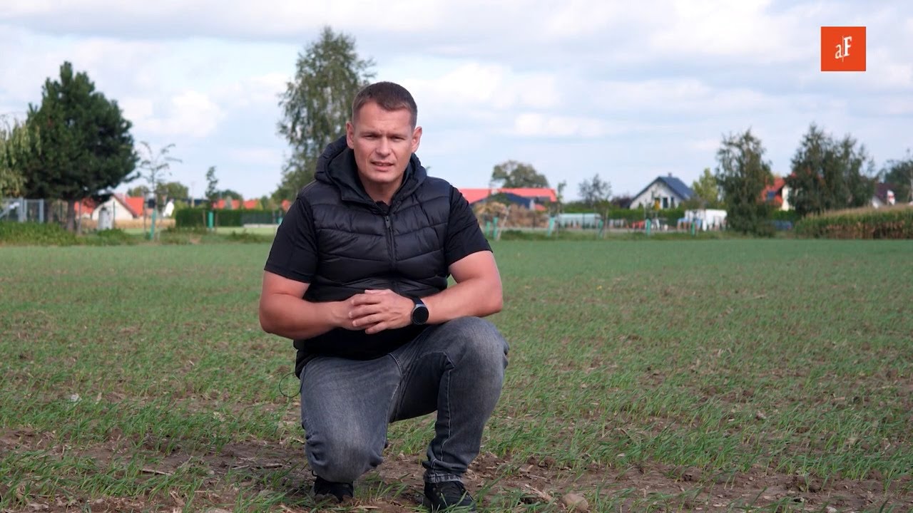 Dlaczego warto zwalczać chwasty w zbożach jesienią?