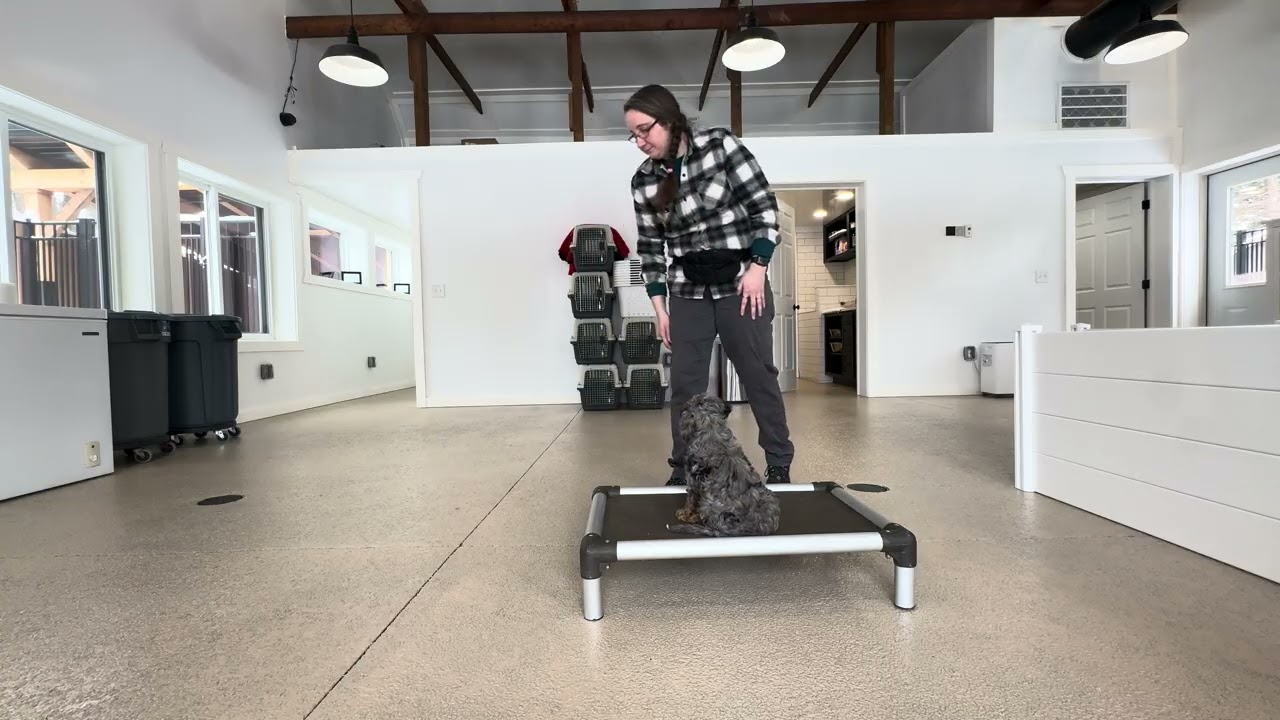 Maizey Training with Distractions 01/27