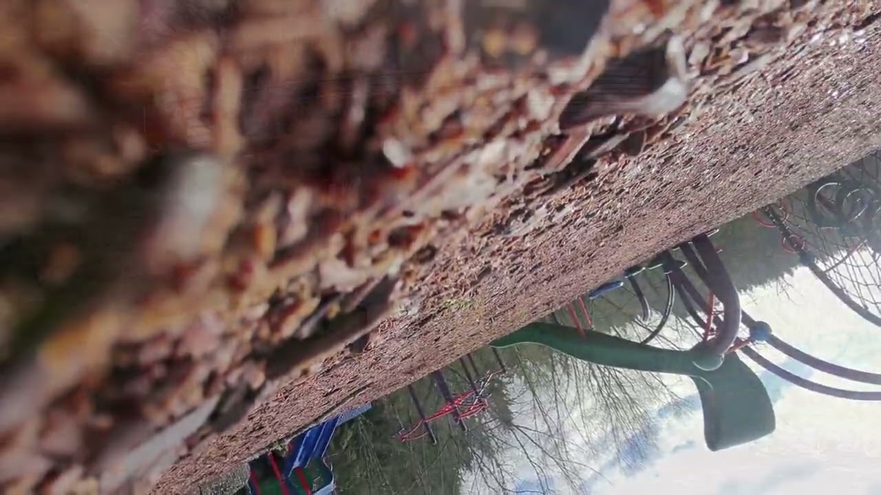 Crashed My Drone At Nelson Park