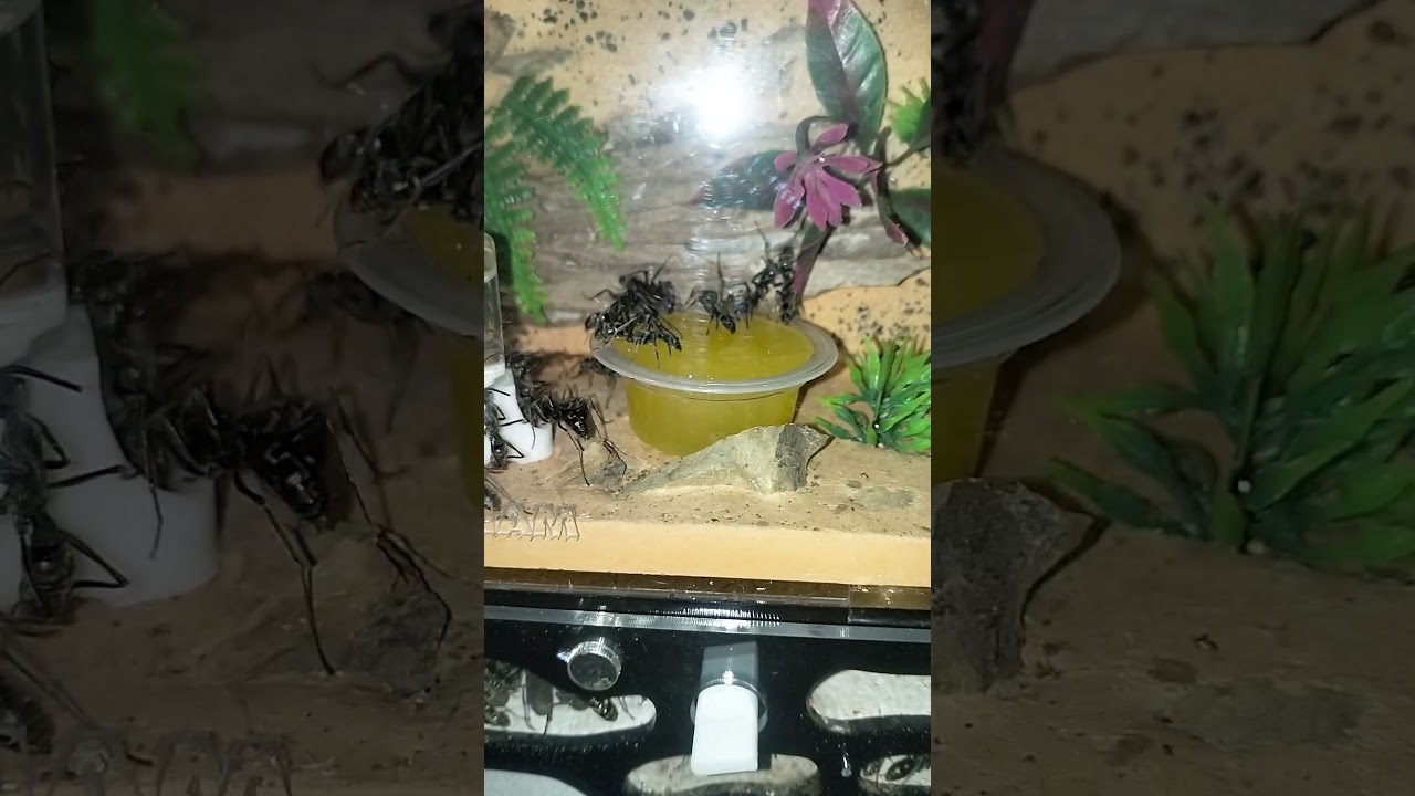 Diacamma Scalpratum #pets #shorts #ants