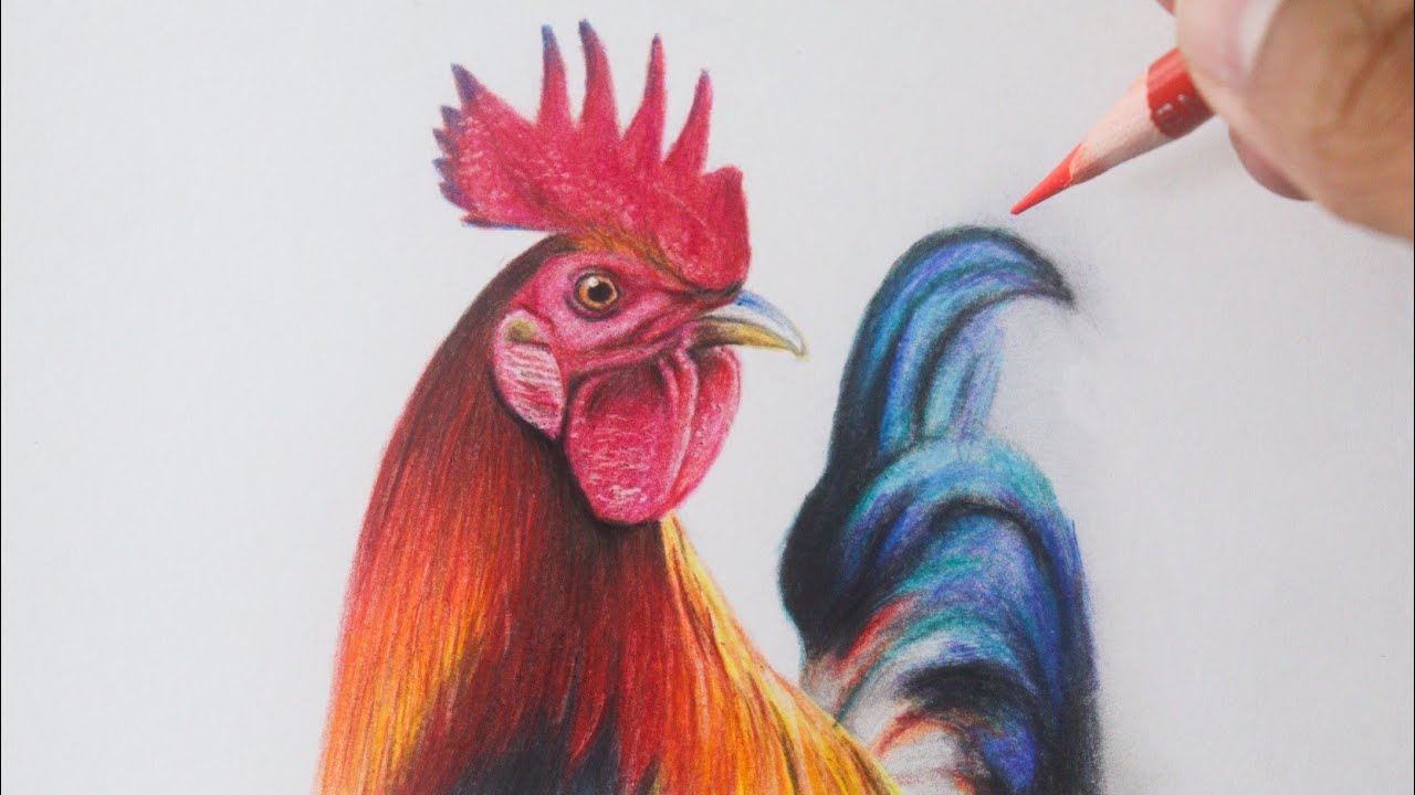 Como desenhar um GALO realista