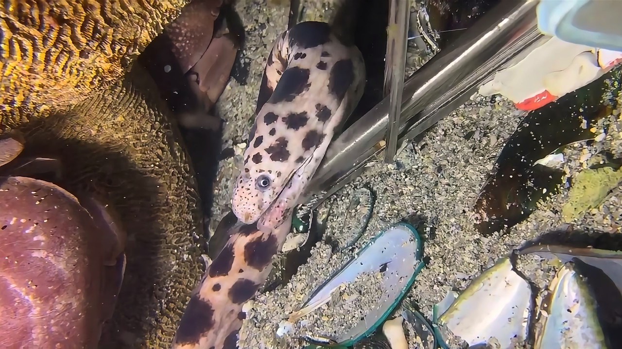 Diving to catch seafood, look how many I caught!！QU0123 #diving #fishing #lobster