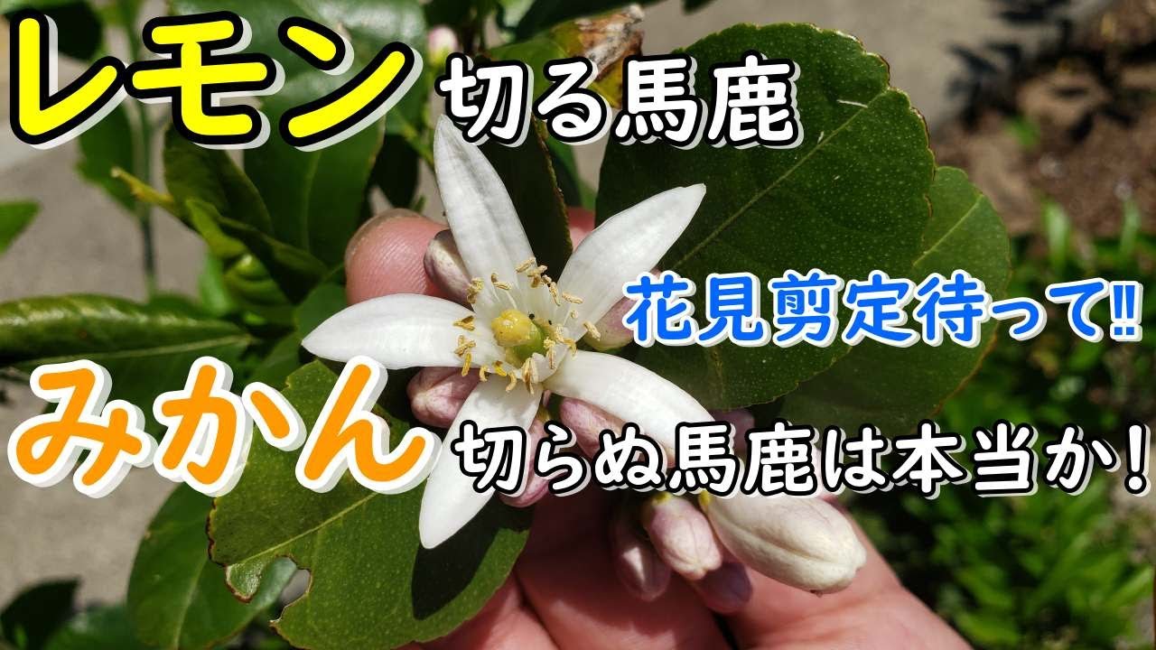 【花見剪定待って‼】レモン切る馬鹿、みかん切らぬ馬鹿は本当か！ぼやいてみた