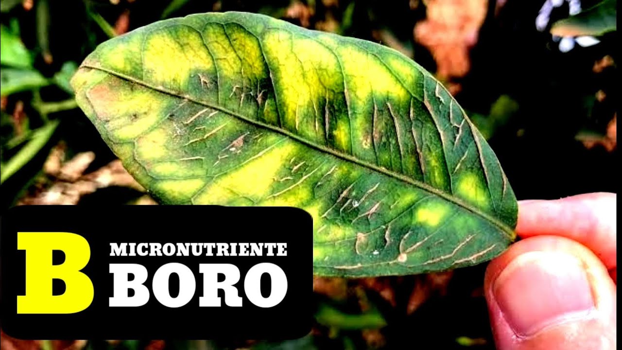 As principais funções do boro você deveria saber