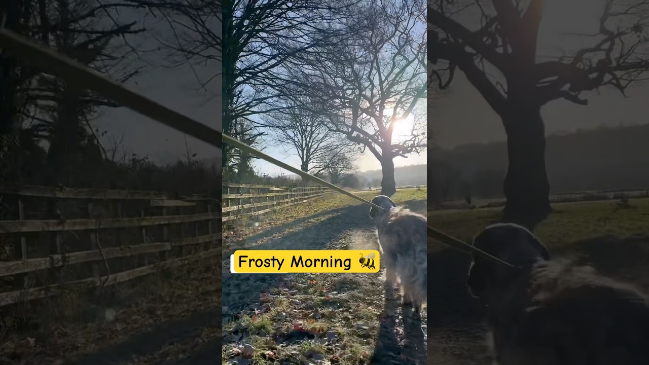 Frosty Morning Dog Walk 🥶 for Buzzy 🐝 