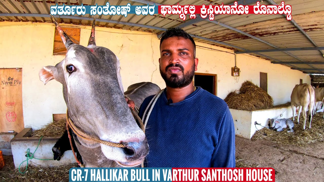 Top Quality Hallikar Stud Bull CR-7 at Varthur Santhosh Farm in Bangalore | Hallikar Cattle