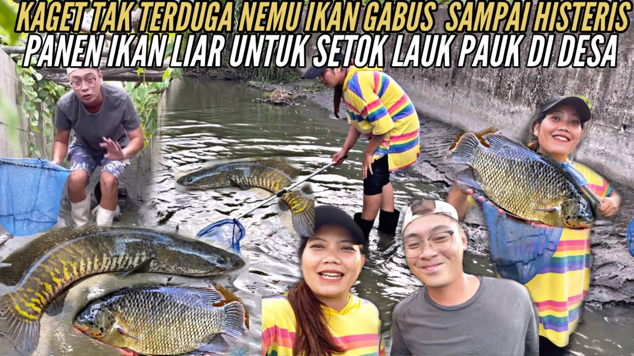 HISTERIS KAGET DI LORONG ADA IKAN  GABUS PANEN IKAN LIAR BUAT SETOK LAUK