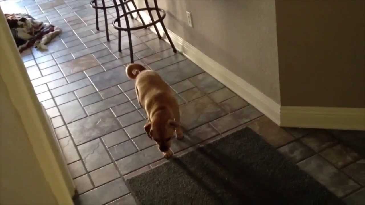 Guilty Dog Walks Of Shame - 