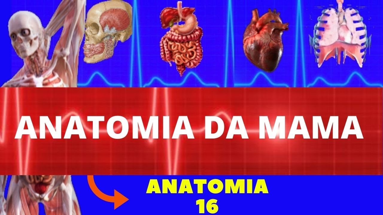 ANATOMIA DA MAMA (ANATOMIA HUMANA) - ANATOMIA DA MAMÁRIA