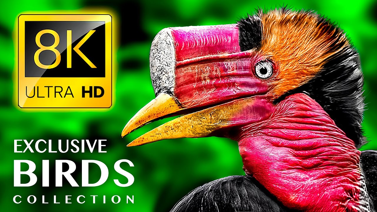 ЭКСКЛЮЗИВНАЯ КОЛЛЕКЦИЯ ПТИЦ 8K ULTRA HD