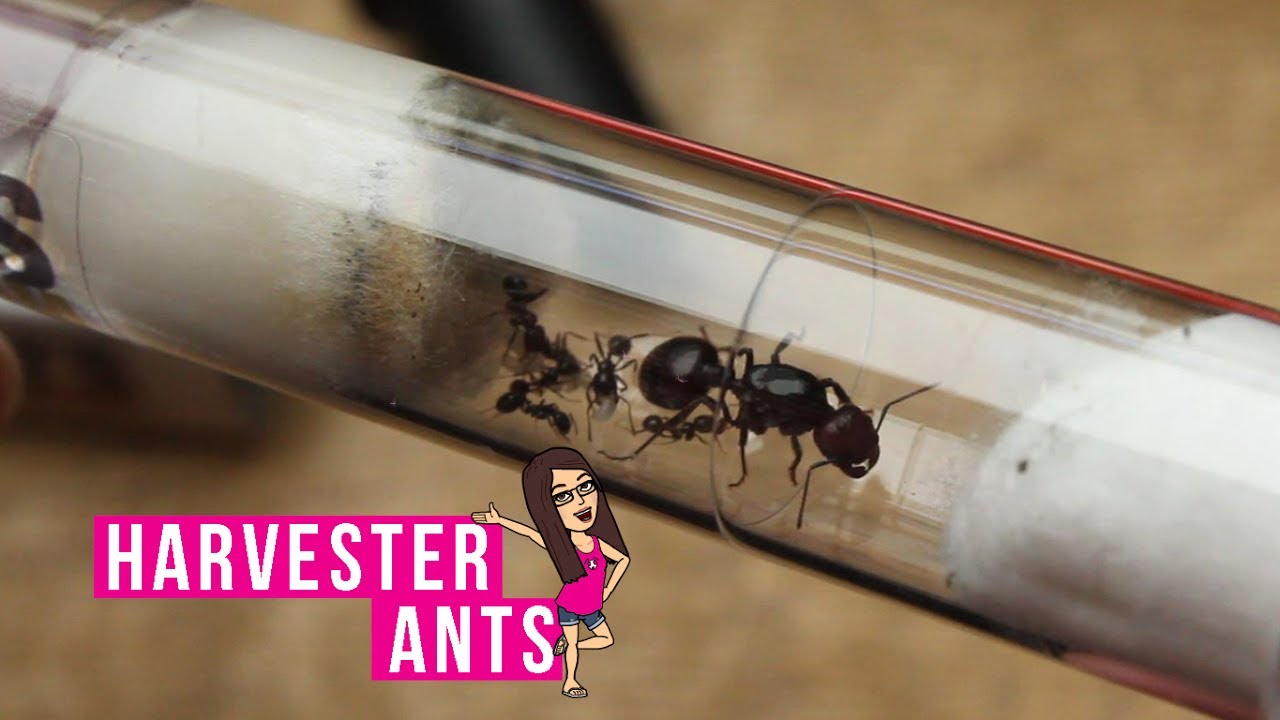 New Messor Barbarus (Harvester Ant) Colony!