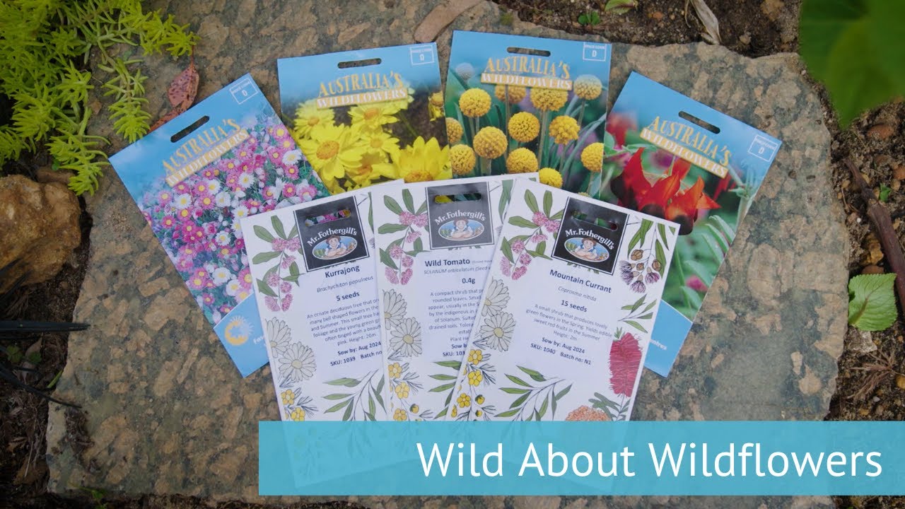 Growing Australian Native Wildflowers From Seed