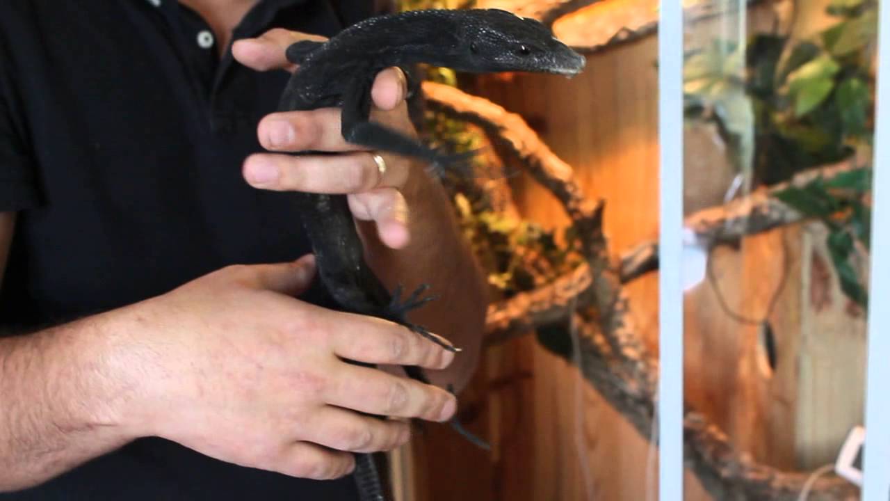 Unboxing Varanus Becarii (Black Tree monitor)