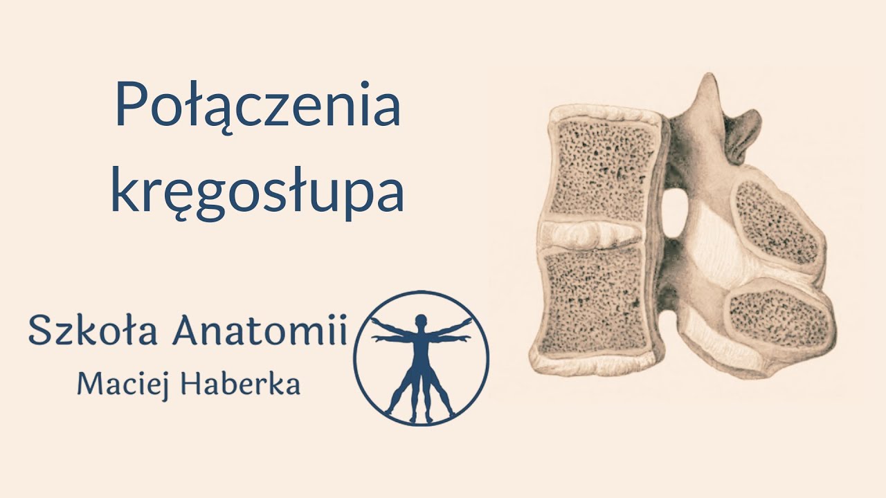 Połączenia kręgosłupa (wstęp)