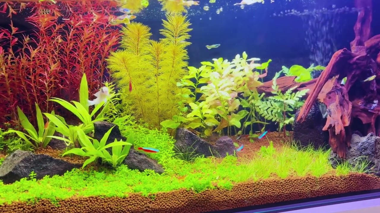 Umezui Aquarium Vol.1