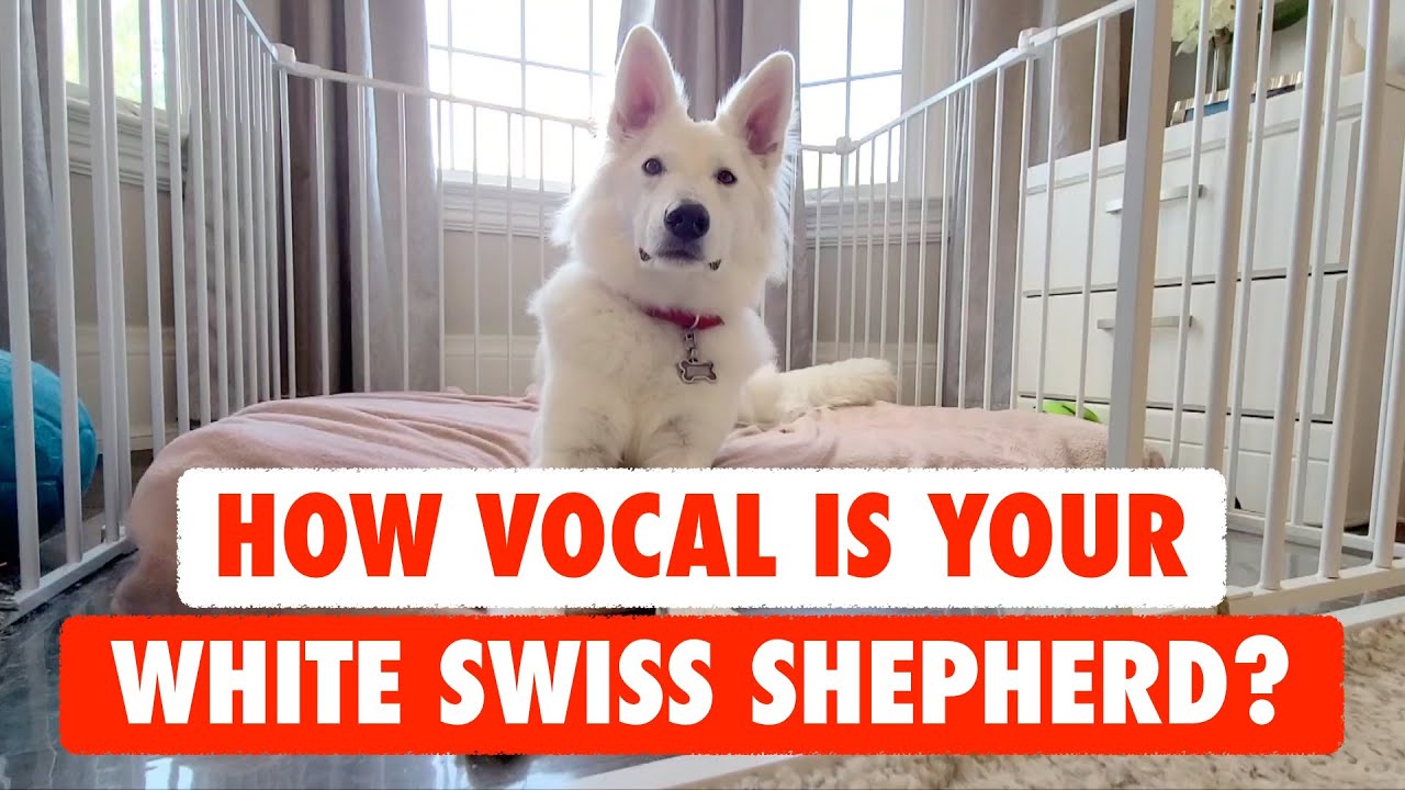 How vocal is your dog White Swiss Shepherd