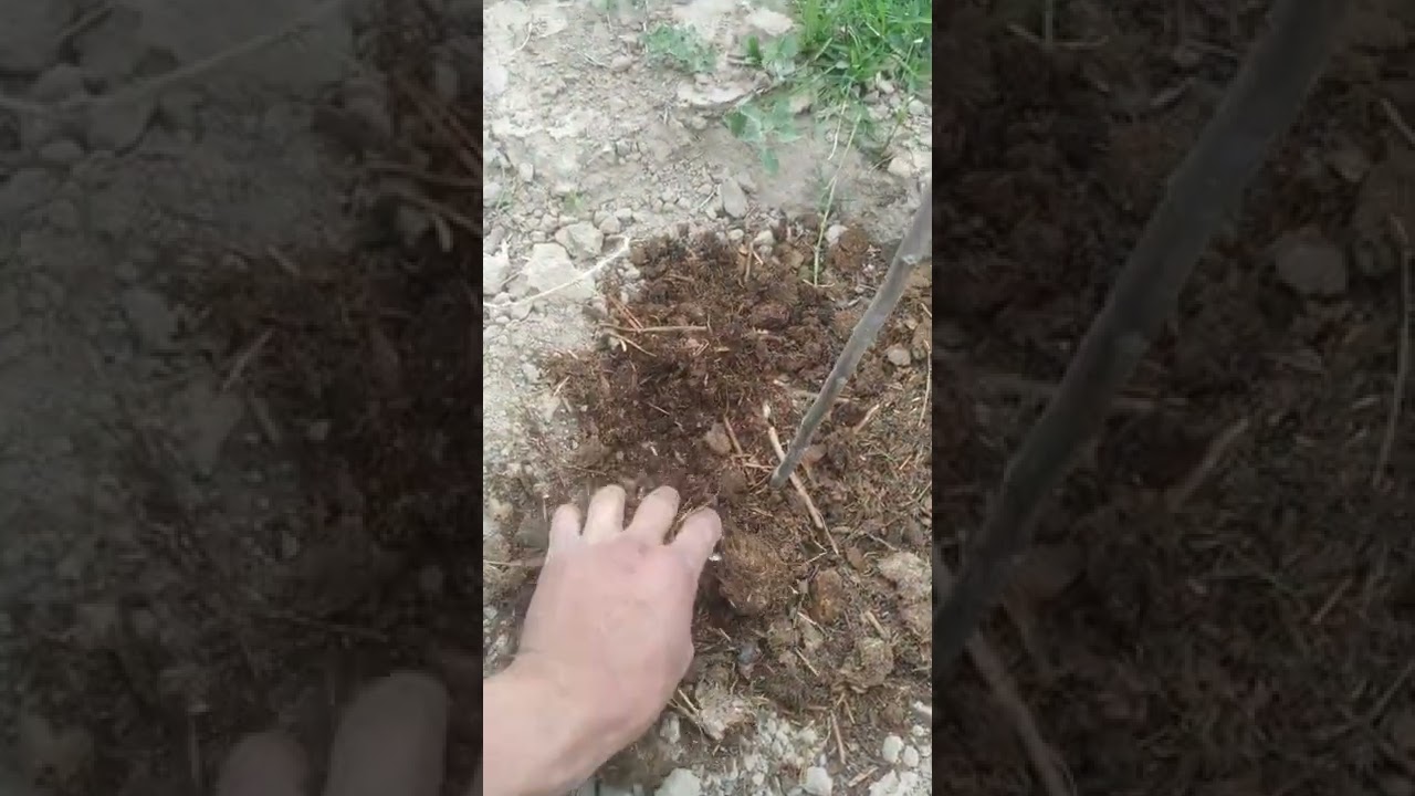 🌱Алма агашын отыргызу, куту,улау, сугару жеміс бергенше ✔️ 3      кошет