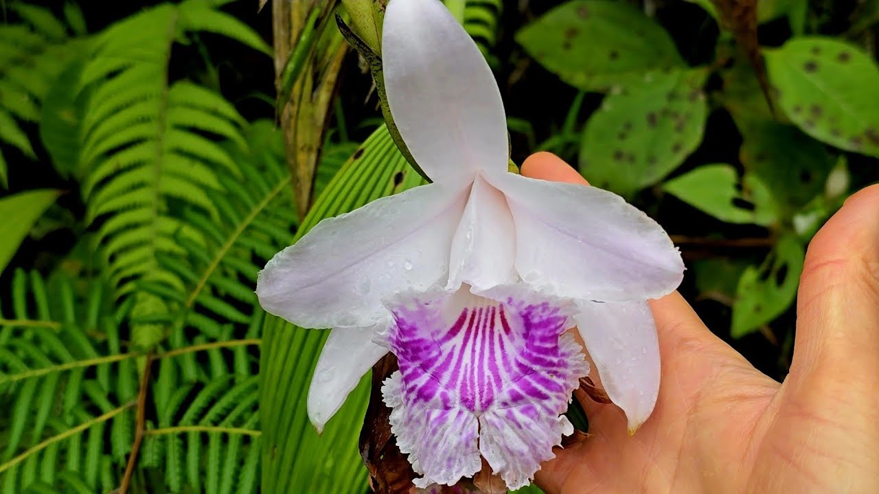Sobralias in the wild 野生环境里的折叶兰