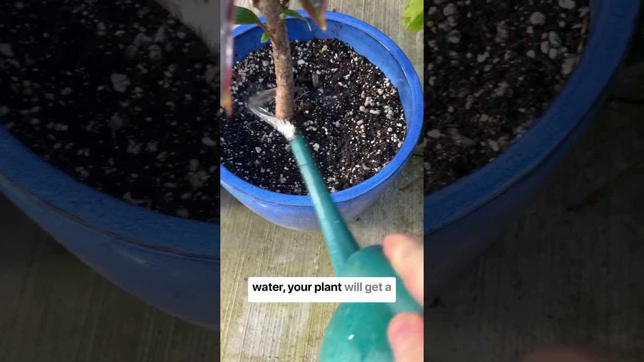 An easy way to fertilize #plants #gardening #fertilizer