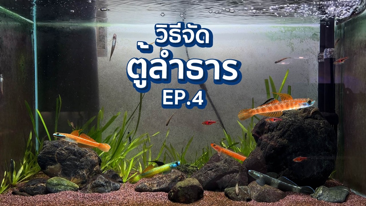 วิธีจัดตู้ลำธาร EP.4 | ปลาลำธาร