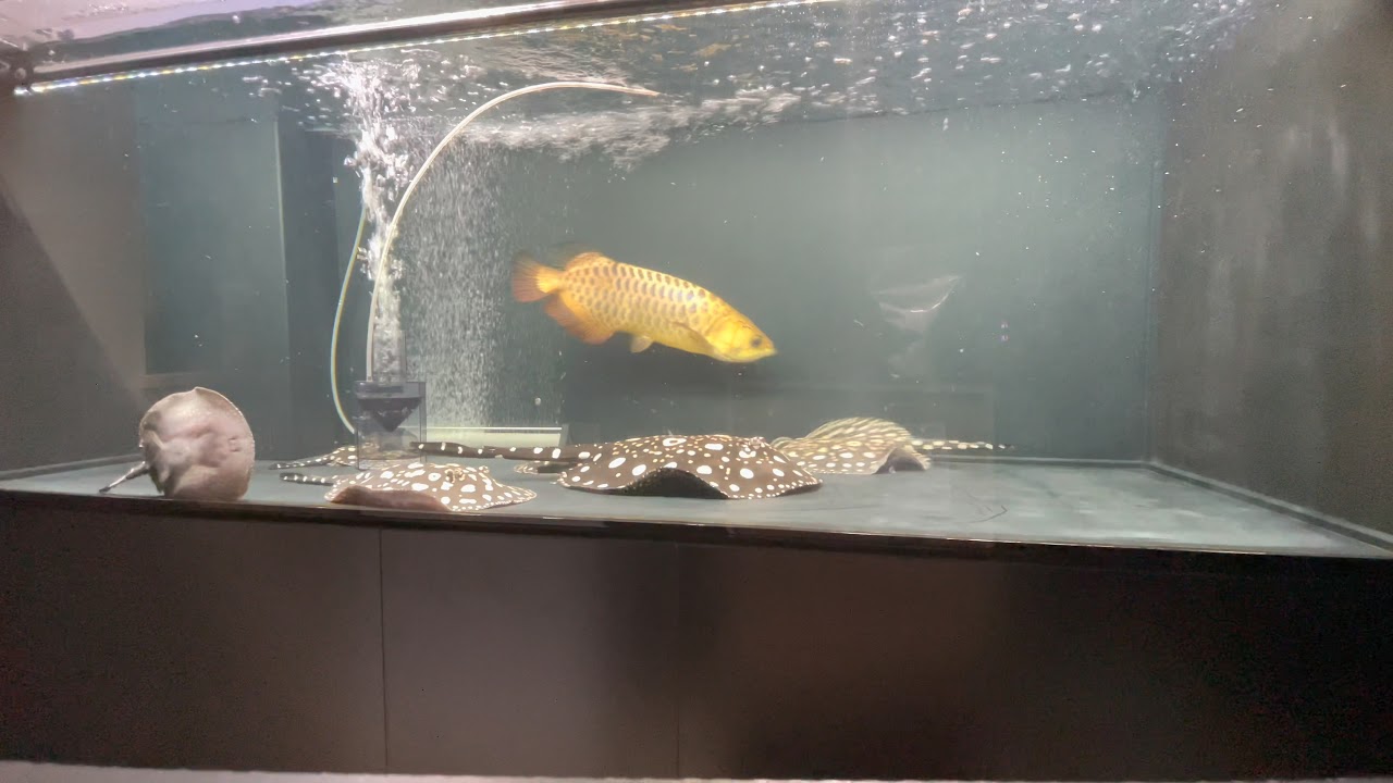 ついに決心！新水槽導入のワケ？