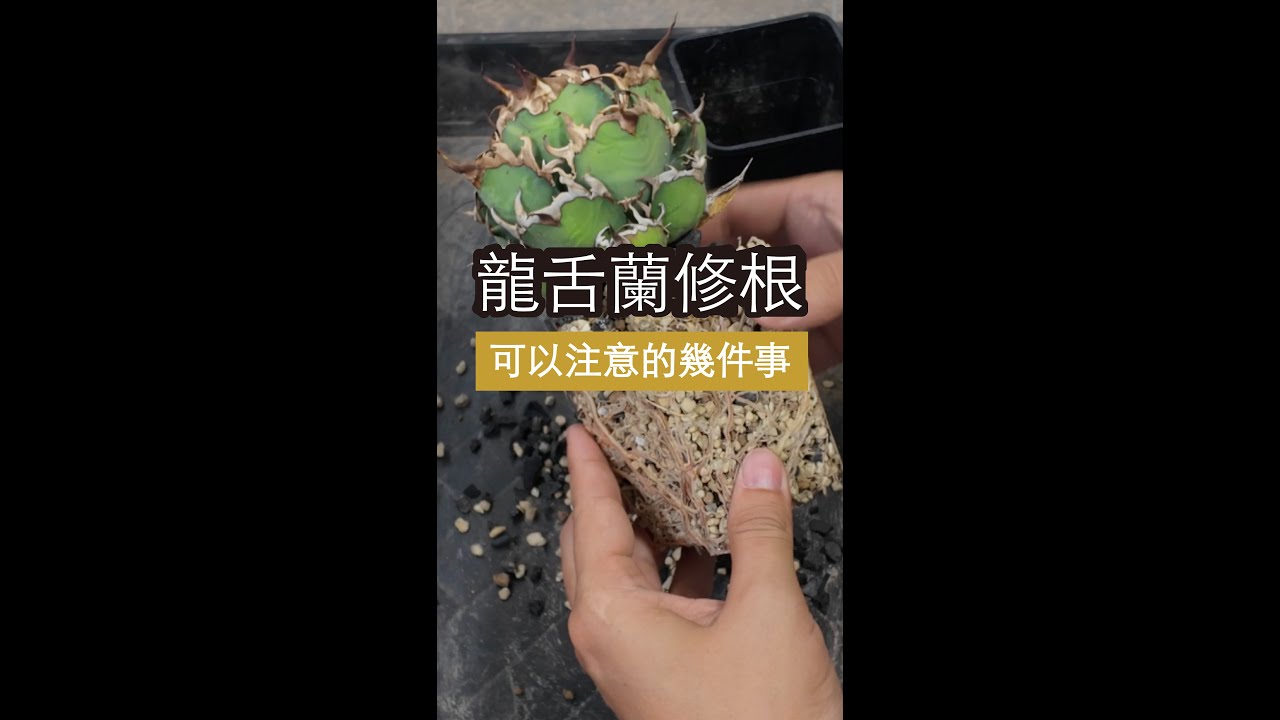 龍舌蘭、嚴龍，從脱盆到修根不藏私大公開｜凱薩嚴龍