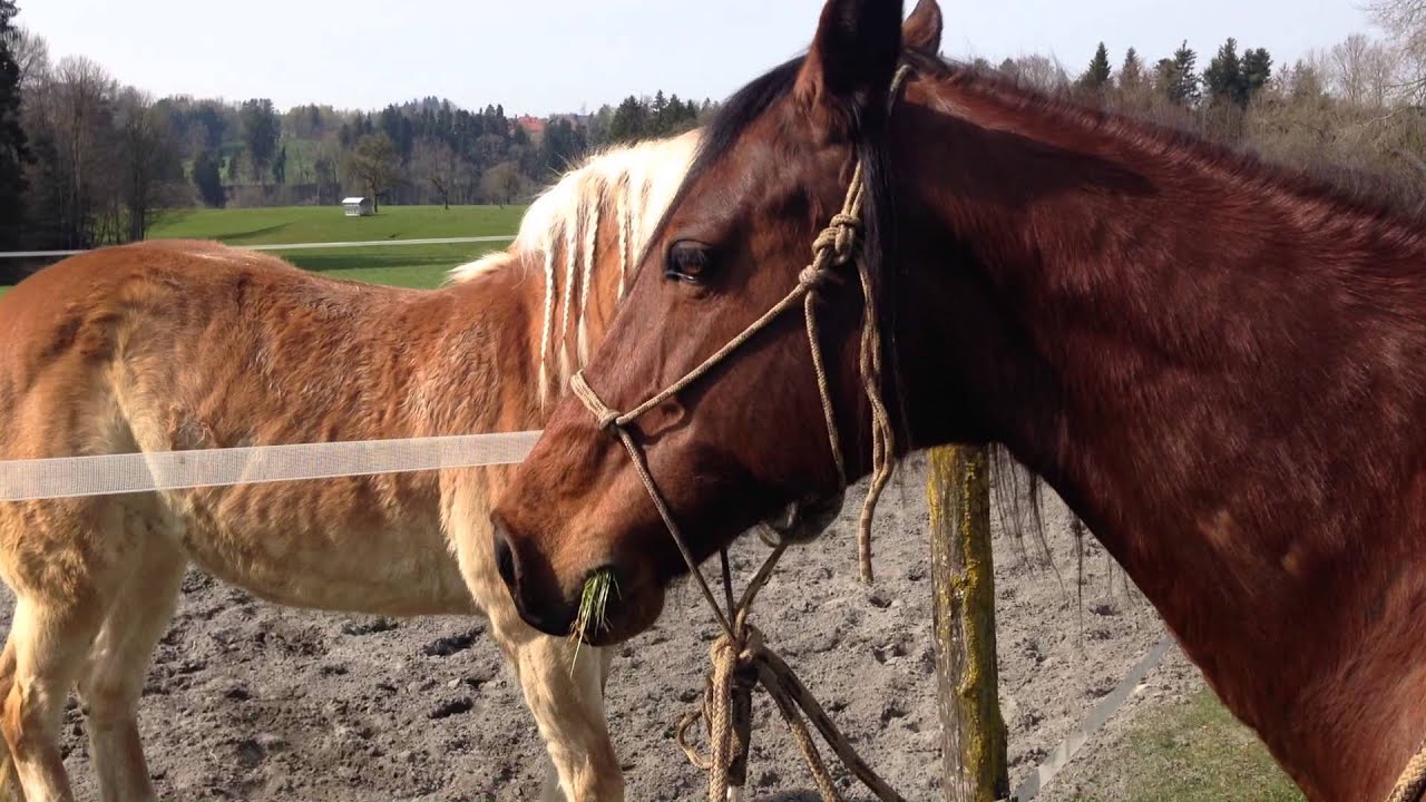 Mare in heat 1 - 31.03.2014