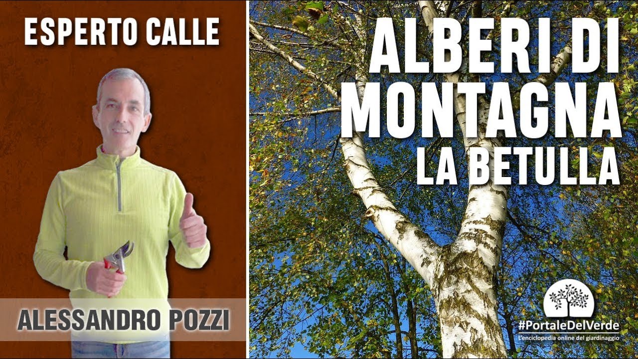 Alberi e arbusti di montagna: la betulla