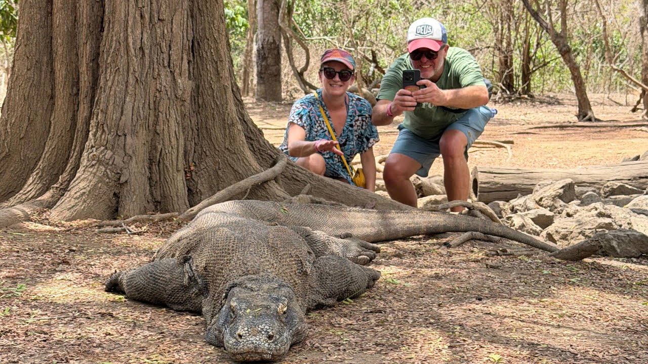Czy warany na Komodo lubią pozować do zdjęć ?