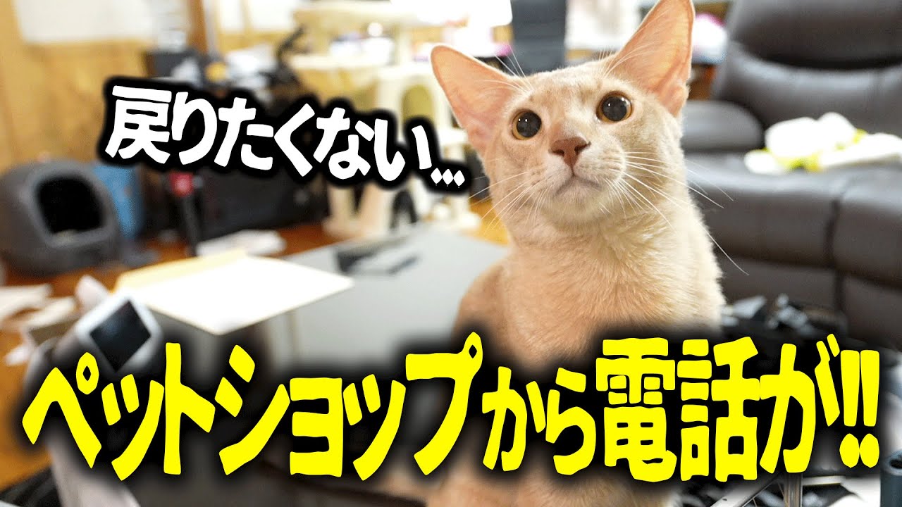 【衝撃の事実】突然ペットショップから電話が来ました....