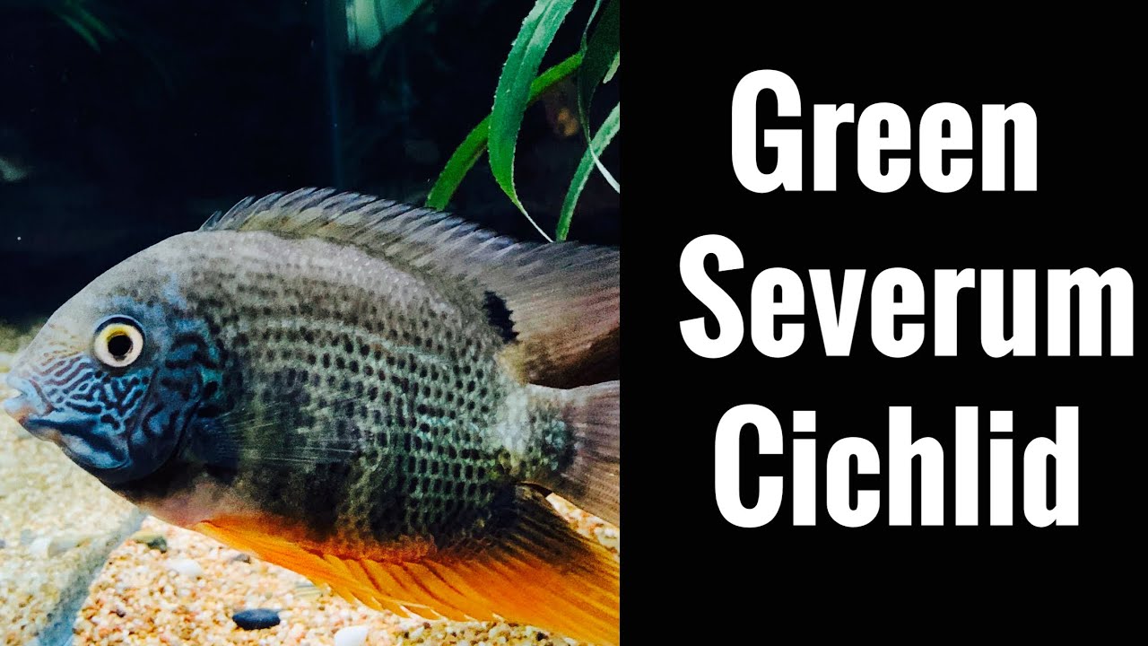 Информация по уходу за цихлидами Green Severum