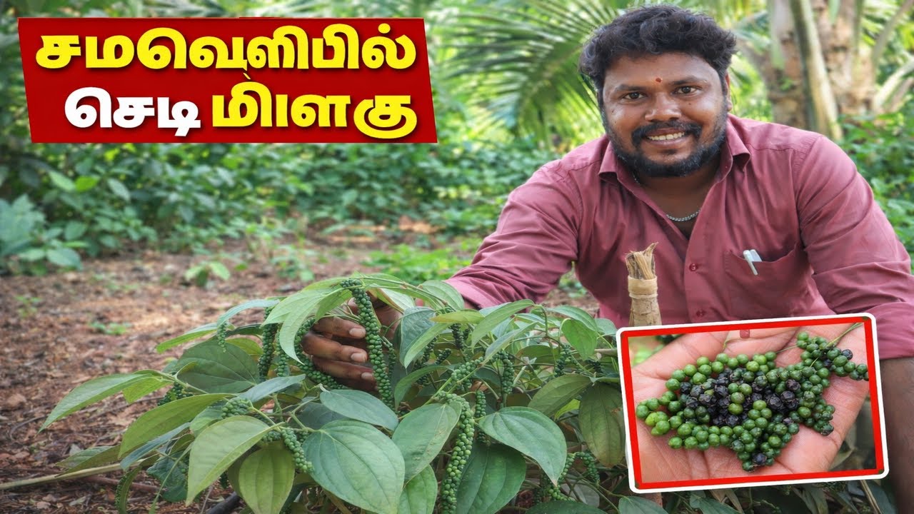 செடி மிளகு இப்படியா காய்க்கும்? | 1 Kg Per Plant | Black Pepper Cultivation Tamil