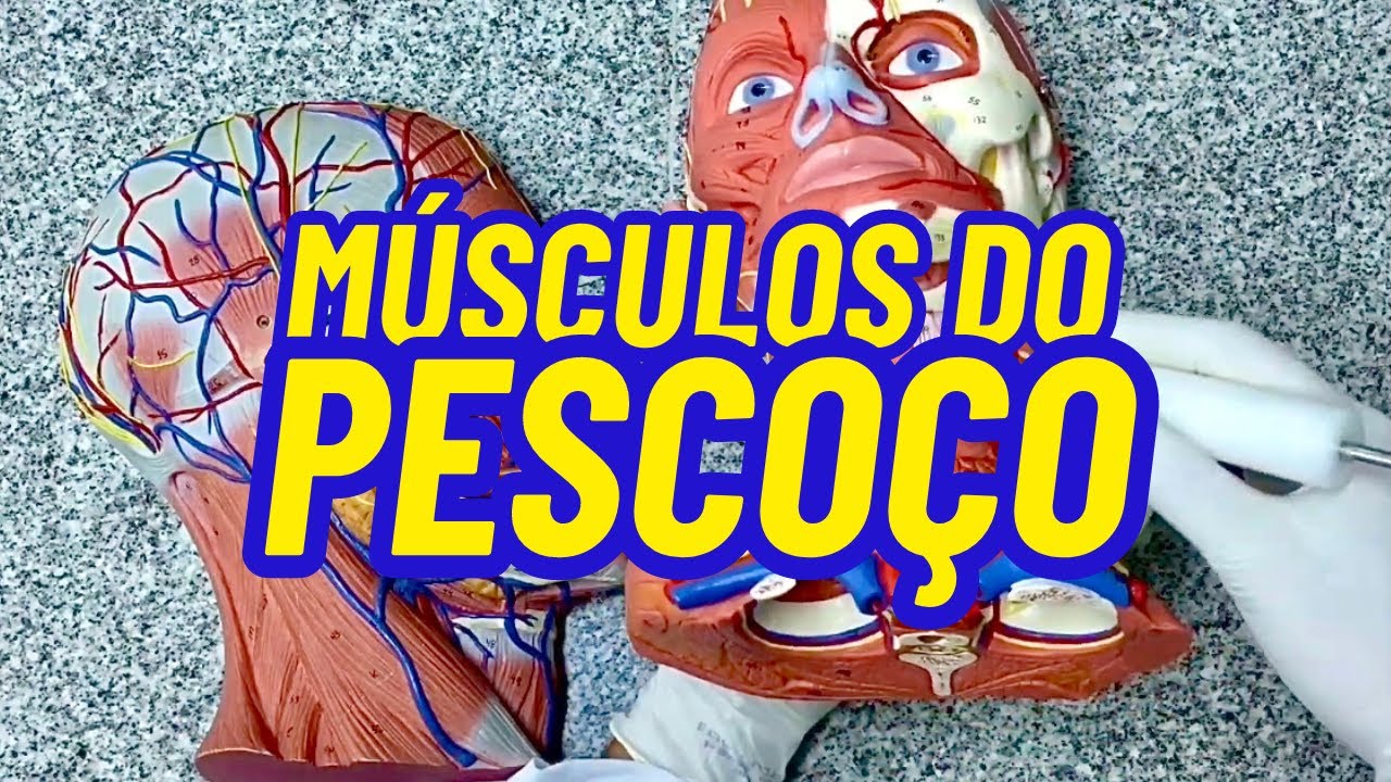 MÚSCULOS DO PESCOÇO