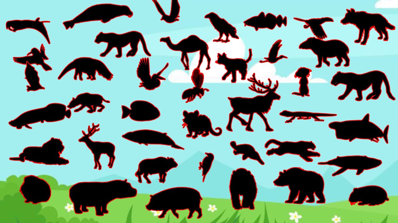🐾✨ Adivinhe a Sombra dos 40 Animais – Só os Super Observadores Conseguem! 😱