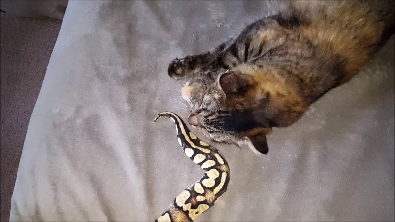 Abigail the Cat & Daisy the Ball Python