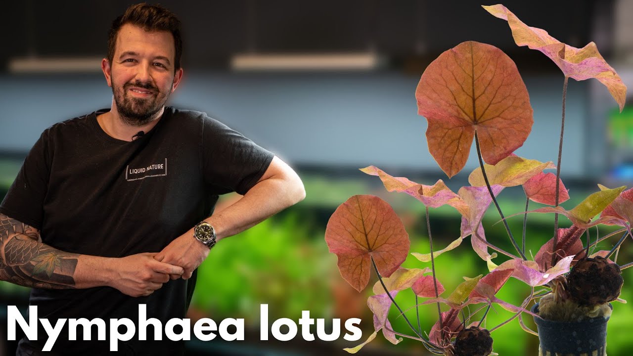 Nymphaea lotus - Roter Tigerlotus | Liquid Nature Pflanzenvorstellung