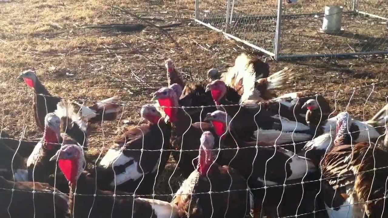 2011 Bourbon Red Turkeys from Sugar Creek Farm