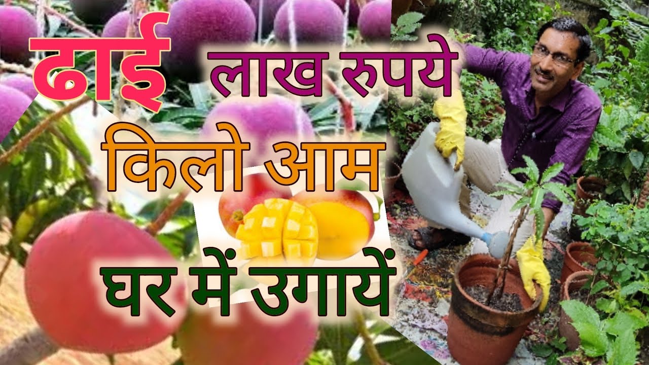 गमले में लगायें आम का पेड़ और बन जायेंगे करोड़पति / Be Millionare by growing this Mango variety