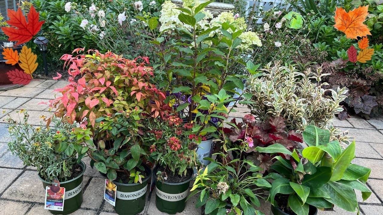 FALL Clearance Plant Haul from Lowes Garden Center