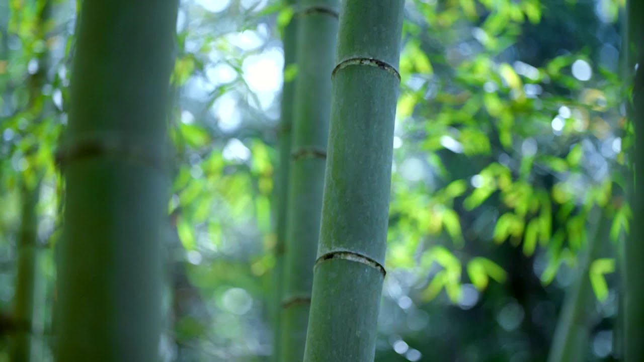 Бамбуковое море в юго-западной части Китая, провинция Сычуань