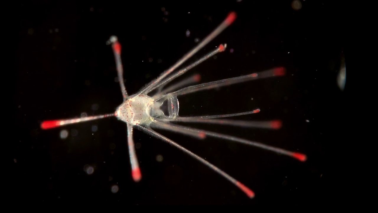 The magic of echinoderm metamorphosis