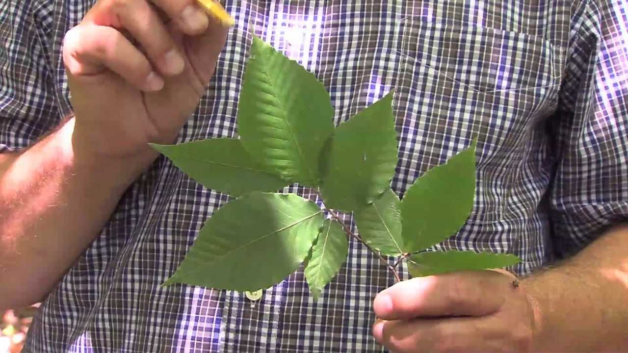 LEAF MARGINS, LOBES & TIPS